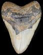 Bargain Megalodon Tooth - North Carolina #41155-1